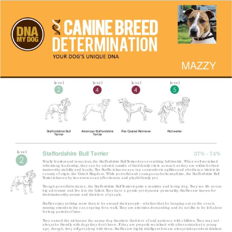 DNA My Dog Breed Test | Canine Breed Identification | AffinityDNA UK